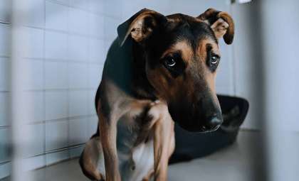 Rethinking Animal Minds: Growing Evidence for Widespread Consciousness in the Animal Kingdom