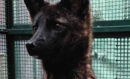 Meet the Dogxim: The First Known Hybrid Canid Raising New Ecological Concerns