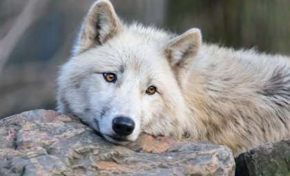 Unearthing the Ancient Origins of Greenland’s Iconic Sled Dogs
