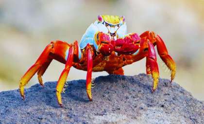 New Research Highlights Urgent Need to Prohibit Boiling Crustaceans Alive