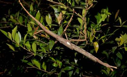Australia’s New Giant Stick Insect Shatters Weight Records