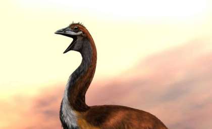 Discovering the Elephant Bird: Madagascar’s Gigantic Flightless Giant
