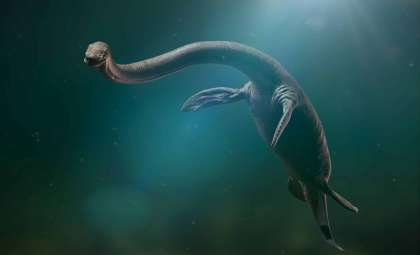 New Jurassic Marine Reptile With Exceptionally Long Neck Identified After Decades in Museum Collection