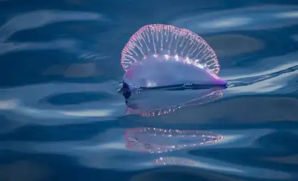 The Invasion of Portuguese Man o’ War Threatens Bay of Biscay Beaches