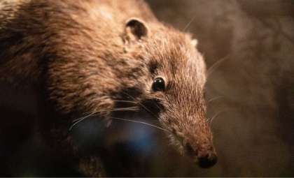 Newfound 74-Million-Year-Old Mammal Sheds Light on Dinosaur-Era Ecosystems