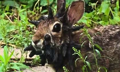 Tentacled Wild Rabbits Raise Alarms Over Rising Shope Papillomavirus Cases in the U.S.
