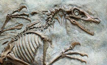 Dinosaur Skull Sail Likely Served as a Stunning Mating Display