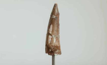 The Unexpected Story Behind a Rare Dinosaur Tooth Purchase