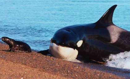 Dolphins and Orcas Have Irrevocably Adapted to Ocean Life, Scientists Confirm