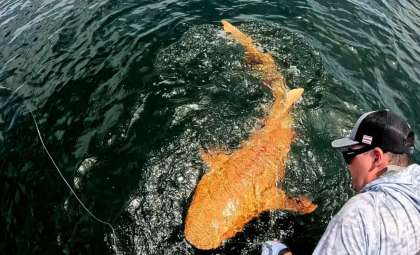 Striking Discovery: Rare Orange Nurse Shark With White Eyes Found Offshore Costa Rica