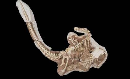 Rediscovery of a Fierce New Raptor Challenges Velociraptor’s Legacy