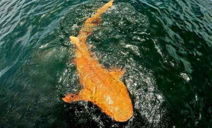 Rare Orange Nurse Shark with Ghostly Eyes Discovered Off Costa Rica’s Caribbean Coast