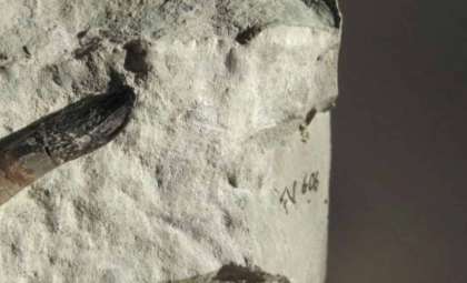 Dinosaur Teeth Reveal Surprising Insights into Ancient Climate Conditions