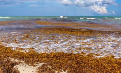 Explore the Unique Ocean Realm Without a Single Shoreline: The Sargasso Sea