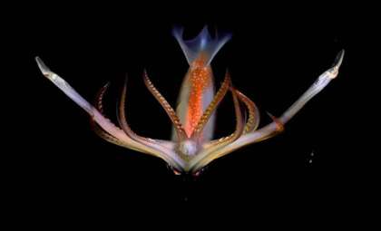 Live Deep-Sea Exploration in Argentina Engages Millions with Unseen Ocean Wonders