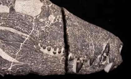 Fierce Predator from Patagonia Rivaled Dinosaurs in Strength and Hunting Skill
