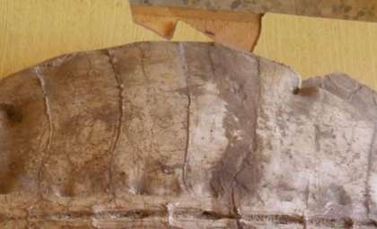 Unveiling a 50-Million-Year-Old Sea Turtle: A Breakthrough in Turtle Evolution History