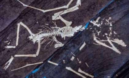 Storm Wrecked Two Baby Pterosaurs—Their Fossils Reveal the Tragic Tale