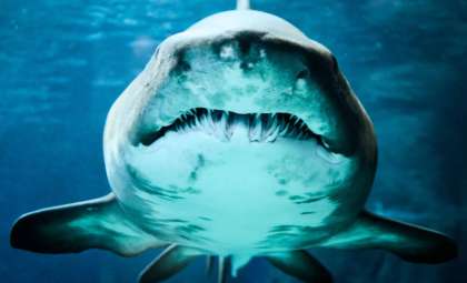 Ancient Sea Predators Unearthed After 325 Million Years in Mammoth Cave