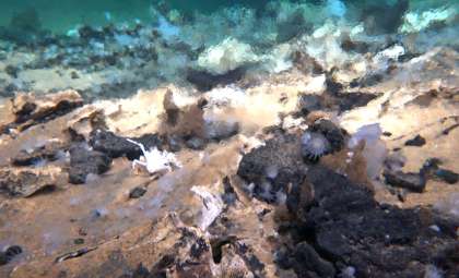 Chinese Expedition Unveils Vast Hydrogen-Rich Craters Brimming with Deep-Sea Life