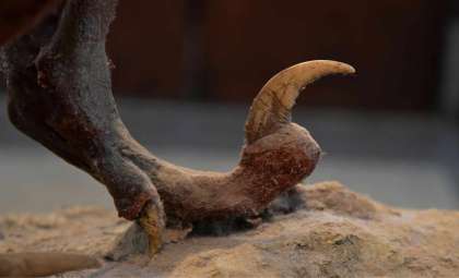 Fossil Discovery Reveals Predator Dinosaur Holding Crocodile Limb in Deadly Grip