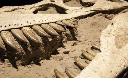 Identical Dinosaur Tooth Wear Found Across Three Continents Reveals Ancient Behaviors