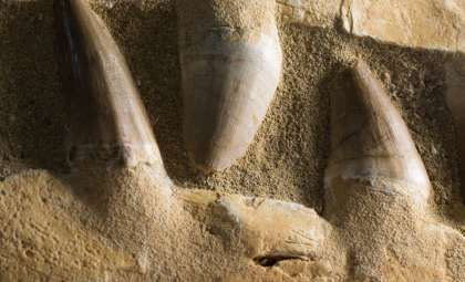 Ancient Marine Predator Unearthed Beneath New Jersey Shopping Center