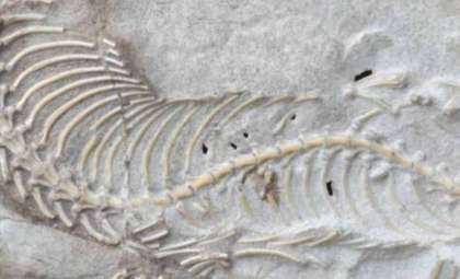 Rare Fossil Skull Sheds Light on Ancient Four-Limbed Snakes