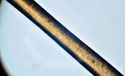 Harvard Scientists Develop Eco-Friendly Method to Transform Hair and Feathers into Sustainable Materials