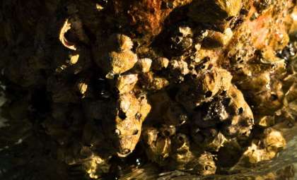 First Evidence of Invasive Barnacle Species Detected in Canada’s Arctic Waters