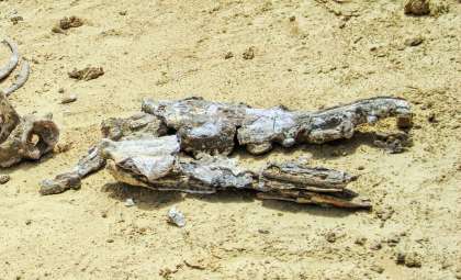 Ancient Blue Whale Fossil Found in Italy Redefines Evolutionary Timeline