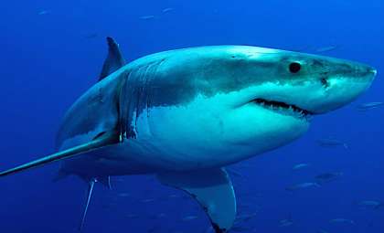 Record-Breaking Male Great White Shark Tagged Off Florida Coast