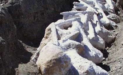 Researchers Uncover One of the Most Complete Giant Alamosaurus Fossils in North America