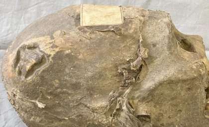 Century-Old Mummified Head in Swiss Museum Revealed as Aymara, Not Inca