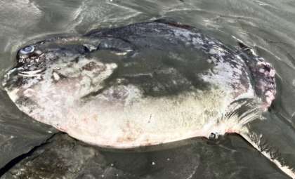 Rare Hoodwinker Sunfish Found on California Coast Raises Scientific Questions