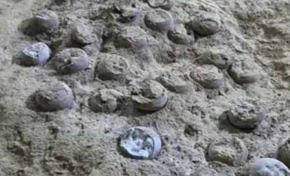 Dating Over 3,000 Dinosaur Eggs Sheds Light on Their 85-Million-Year History