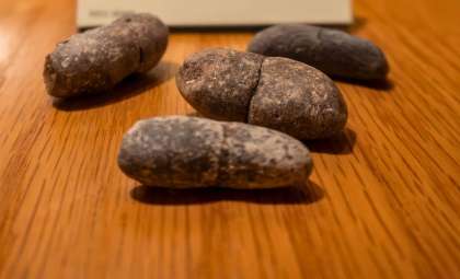 Ancient Fossilized Poop Reveals Molecular Clues Spanning 300 Million Years