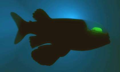 Unveiling the Deep Sea's Visionary Fish with a See-Through Head