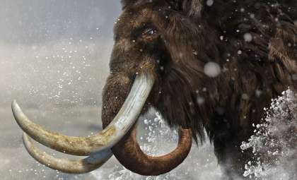 New Evidence Reveals Extensive Hybridization in Ice Age Mammoths