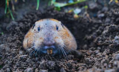 How a 24-Hour Gopher Experiment Transformed Mount St. Helens’ Volcanic Landscape for Decades