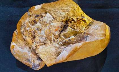 Ancient 3D-Preserved Heart Found Inside 380-Million-Year-Old Fish Fossil