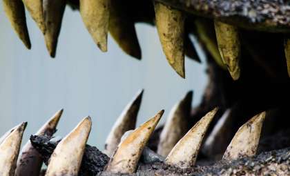 Newly Identified Cretaceous Crocodile Had Unique Teeth and Consumed Dinosaurs