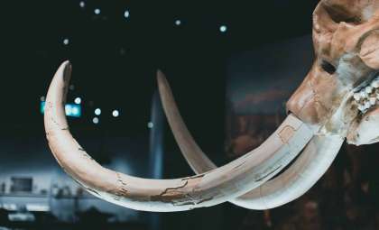 New Mammoth Lineage Discovered in Mexico's Ice Age Fossil Beds
