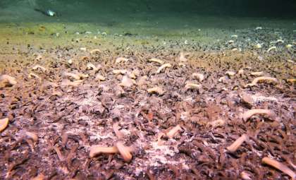 Explorers Reveal Earth’s Deepest Sunless Ecosystem Powered by Chemical Energy