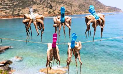 Inside Spain’s Groundbreaking Octopus Farm: Ethics and Environmental Concerns Unveiled