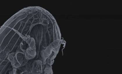 Unraveling the Century-Old Mystery of the Mysterious Y-Larvae Creatures