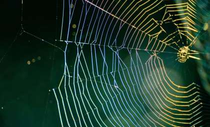 112-Million-Year-Old Amber Unveils Immaculate Spider Web and Ancient Insects