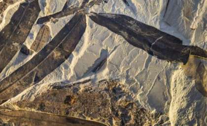 Ancient Plant Fossil Unveils a Previously Unknown Botanical Lineage