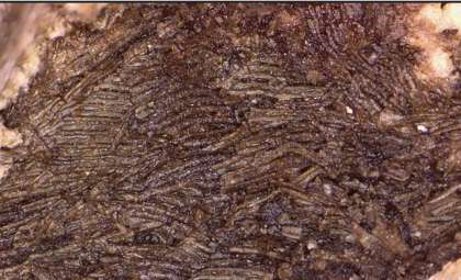 Ancient Reptile Skin Fossil Unearthed in Oklahoma Cave Predates Dinosaurs by Millions of Years