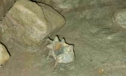 Arctic Time Capsule Reveals 46 Ice Age Species Preserved in Norwegian Cave